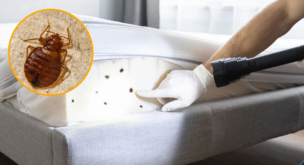 Chinches de Cama en Granada: Eliminación Total con Helitrín