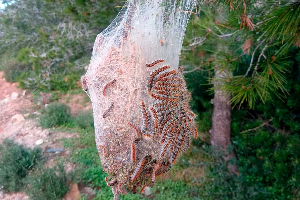 Procesionaria del Pino: Riesgos Sanitarios y Control Especializado - DDD Biotec S.L. - BAG (Biotec Ambiental Granada)
