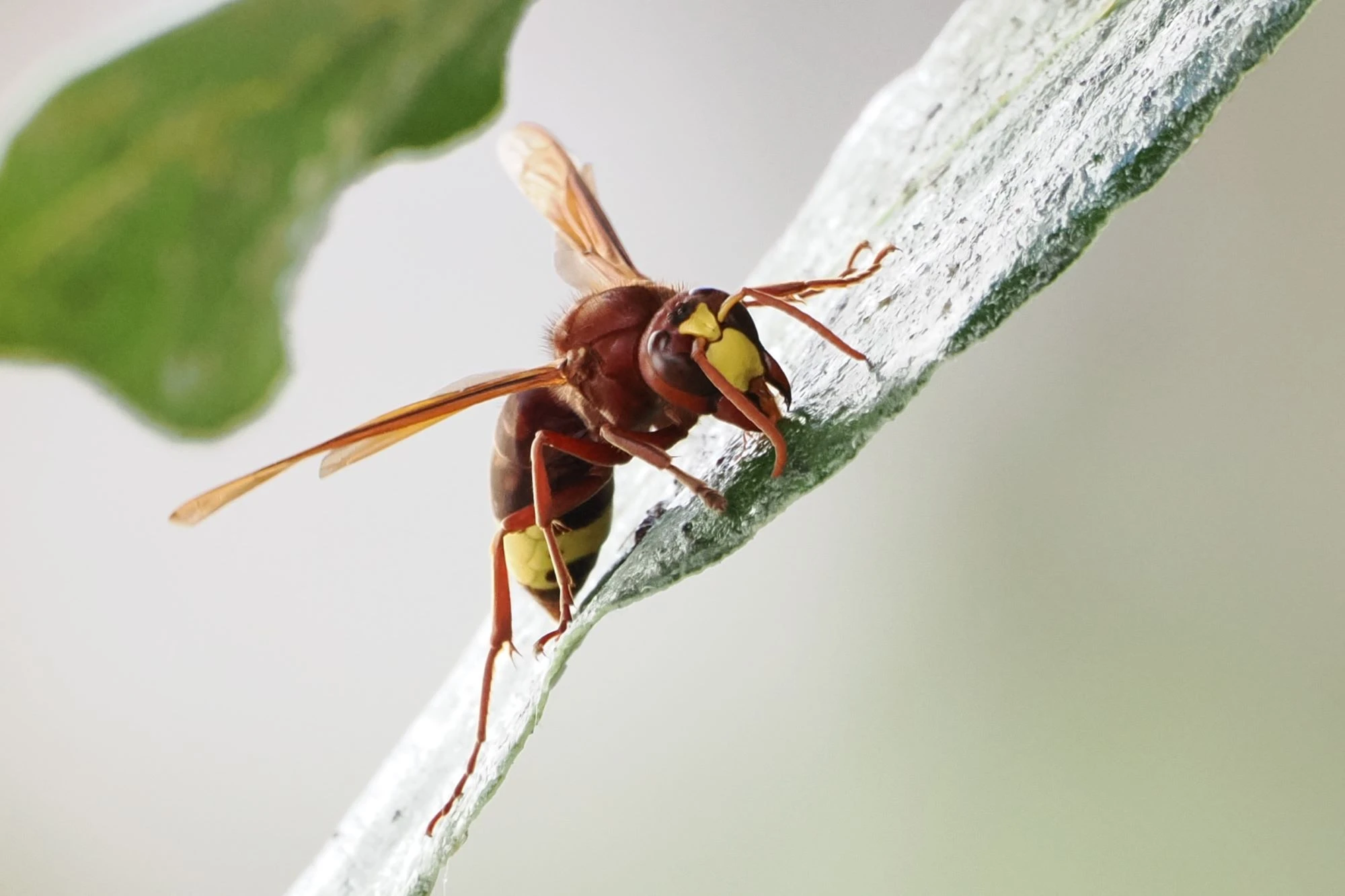 Avispas y Avispones en España: Identificación y Control Profesional