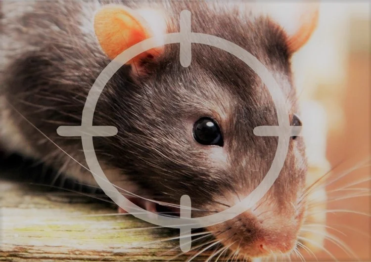 Desratización - Servicio profesional de control de plagas